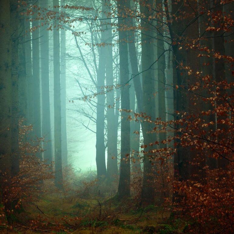 forest